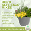 Planted Container - Herb Alfresco Mixed