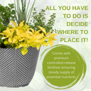 Planted Container - Herb Alfresco Mixed