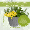 Planted Container - Herb Alfresco Mixed