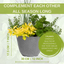 Planted Container - Herb Alfresco Mixed