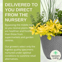 Planted Container - Herb Alfresco Mixed