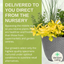 Planted Container - Herb Alfresco Mixed