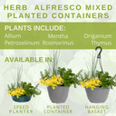 Planted Container - Herb Alfresco Mixed