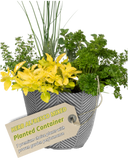Planted Container - Herb Alfresco Mixed