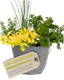 Planted Container - Herb Alfresco Mixed