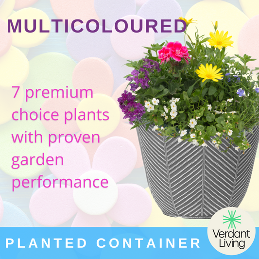 Multicolour Patio Container – Ready Planted Summer Display (7 Plants)