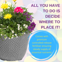 Planted Container - Multicolour