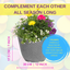 Planted Container - Multicolour
