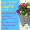 Planted Container - Multicolour