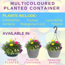 Planted Container - Multicolour