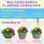 Planted Container - Multicolour