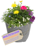 Planted Container - Multicolour