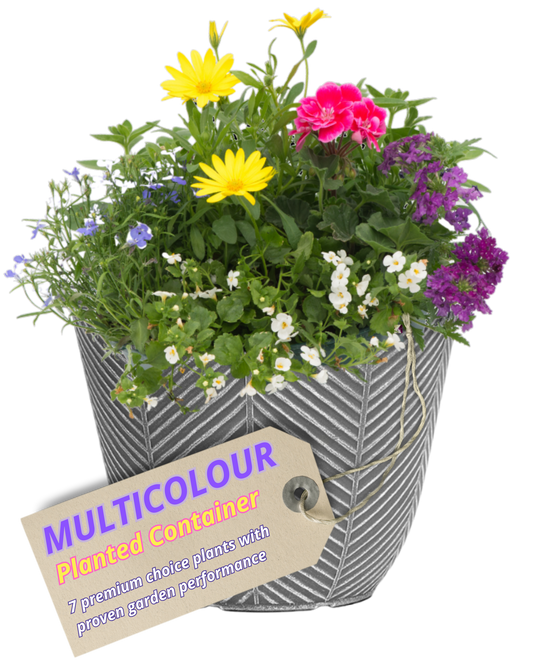 Grey herringbone patio pot of yellow daisies, pink pelargonium, purple verbena, white bacopa and lobelia