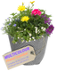 Planted Container - Multicolour