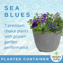 Planted Container - Sea Blues