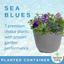 Planted Container - Sea Blues
