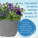 Planted Container - Sea Blues