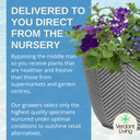 Planted Container - Sea Blues