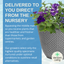 Planted Container - Sea Blues