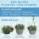 Planted Container - Sea Blues