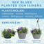 Planted Container - Sea Blues