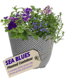 Planted Container - Sea Blues