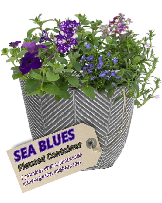 Grey herringbone patio pot of purple petunia and verbena with blue lobelia and pale pink flowers