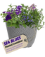 Planted Container - Sea Blues