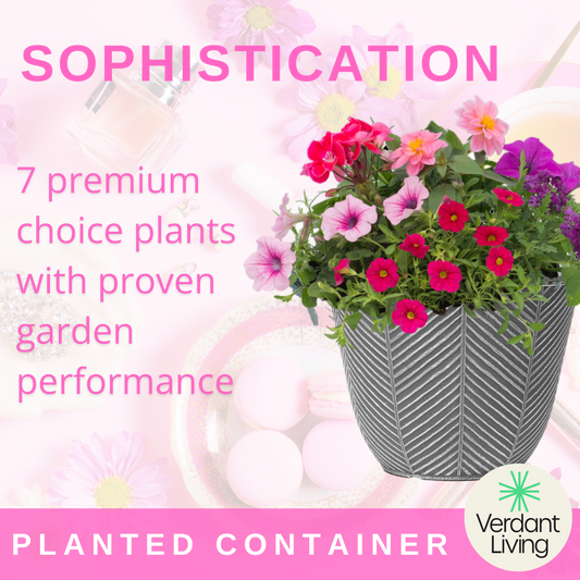 Sophistication Patio Container – Ready Planted Summer Display (7 Plants)