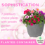Planted Container - Sophistication