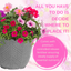 Planted Container - Sophistication
