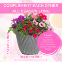 Planted Container - Sophistication
