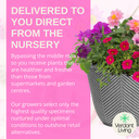 Planted Container - Sophistication