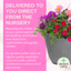 Planted Container - Sophistication