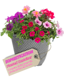 Planted Container - Sophistication