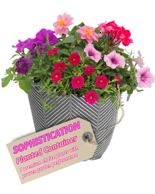 Grey herringbone patio pot brimming with cerise, pink and purple petunias, calibrachoa and a dahlia