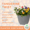 Planted Container - Tangerine Twist