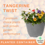 Planted Container - Tangerine Twist
