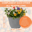 Planted Container - Tangerine Twist