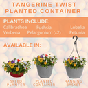 Planted Container - Tangerine Twist
