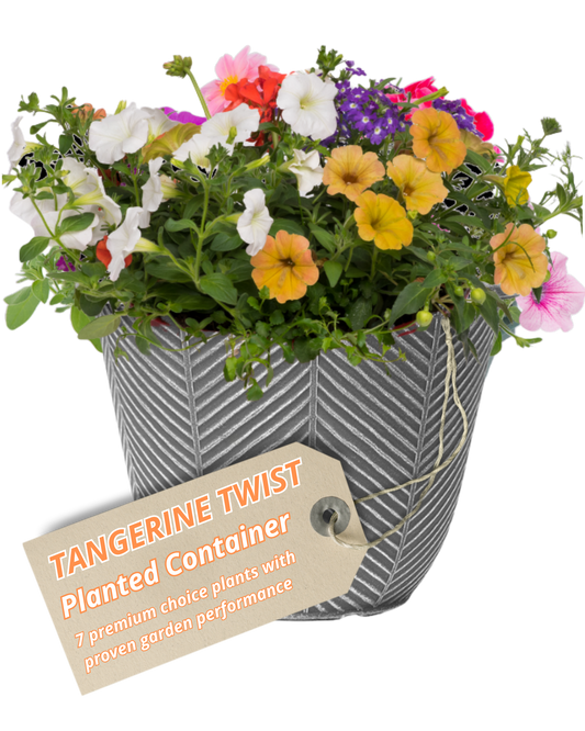 Grey herringbone patio pot of apricot, white and pink blooms with purple verbena
