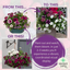 Speedplanter - Berry Swirl