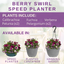 Speedplanter - Berry Swirl
