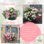 Speedplanter - Bridal Boutique