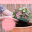 Speedplanter - Bridal Boutique