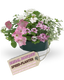 Speedplanter - Bridal Boutique