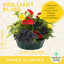 Speedplanter - Brilliant Bling