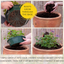 Speedplanter - Brilliant Bling