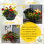 Speedplanter - Brilliant Bling