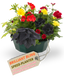 Speedplanter - Brilliant Bling